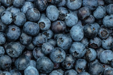 Taze organik yaban mersini arka planı, uzun afiş biçimi. en üstteki görünüm,