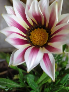 Bahçede pembe beyaz güzel çiçek