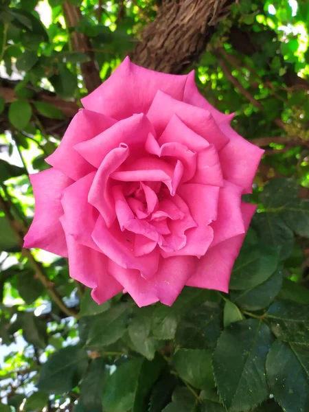 Best Pink Rose Flower — стоковое фото