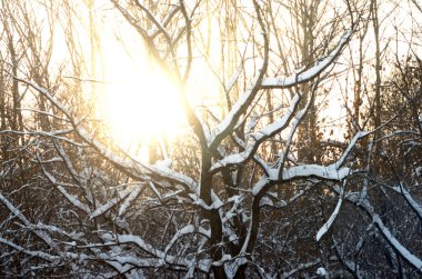 Winter forest illuminated by the sun