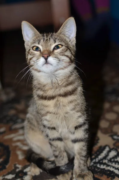 Little Grey Posing Kitty — Stok fotoğraf