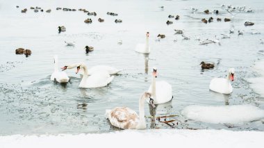 Güzel kuğular, ördekler, martılar kışın nehirde yüzerler.