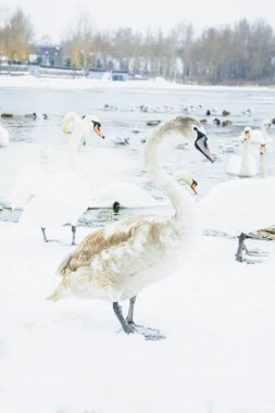 Güzel kuğular, ördekler, martılar kışın nehirde yüzerler.