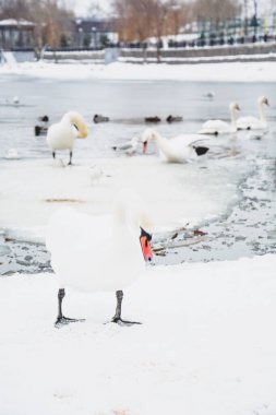 Güzel kuğular, ördekler, martılar kışın nehirde yüzerler.