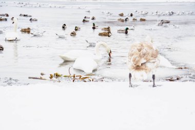Güzel kuğular, ördekler, martılar kışın nehirde yüzerler.