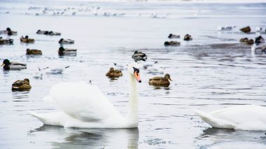 Güzel kuğular, ördekler, martılar kışın nehirde yüzerler.