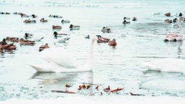 Güzel kuğular, ördekler, martılar kışın nehirde yüzerler.