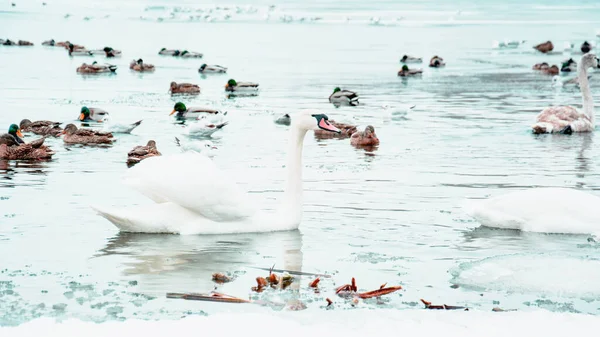 Güzel kuğular, ördekler, martılar kışın nehirde yüzerler.
