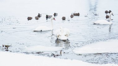 Güzel kuğular, ördekler, martılar kışın nehirde yüzerler.