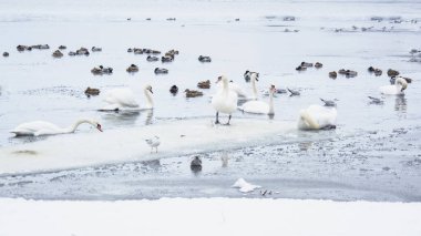 Güzel kuğular, ördekler, martılar kışın nehirde yüzerler.