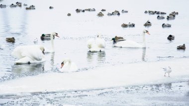 Güzel kuğular, ördekler, martılar kışın nehirde yüzerler.