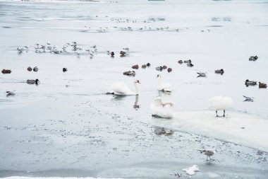 Güzel kuğular, ördekler, martılar kışın nehirde yüzerler.