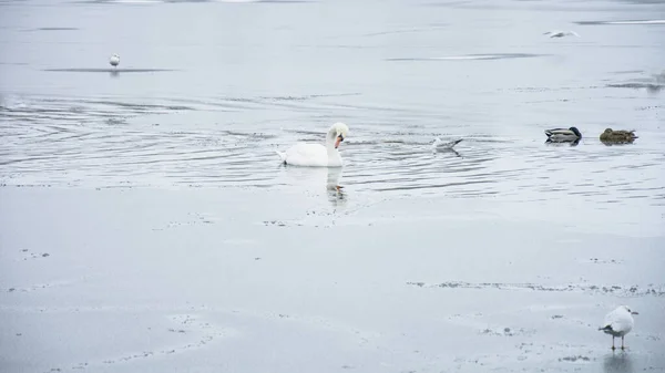 Gyönyörű Hattyúk Kacsák Sirályok Úsznak Télen Folyón — Stock Fotó
