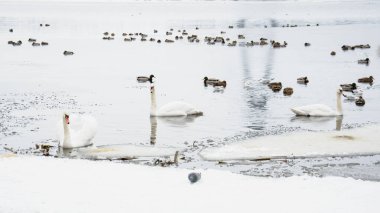 Güzel kuğular, ördekler, martılar kışın nehirde yüzerler.