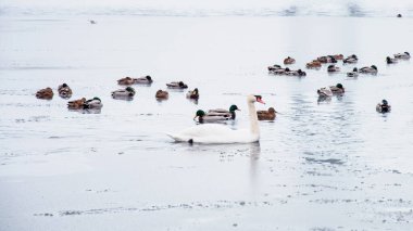 Güzel kuğular, ördekler, martılar kışın nehirde yüzerler.