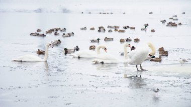 Güzel kuğular, ördekler, martılar kışın nehirde yüzerler.