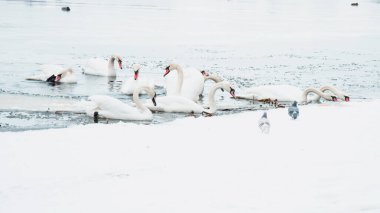 Güzel kuğular, ördekler, martılar kışın nehirde yüzerler.