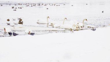 Güzel kuğular, ördekler, martılar kışın nehirde yüzerler.