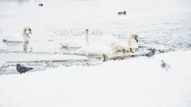 Güzel kuğular, ördekler, martılar kışın nehirde yüzerler.