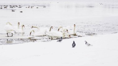 Güzel kuğular, ördekler, martılar kışın nehirde yüzerler.