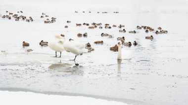 Güzel kuğular, ördekler, martılar kışın nehirde yüzerler.