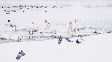Güzel kuğular, ördekler, martılar kışın nehirde yüzerler.