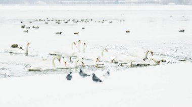 Güzel kuğular, ördekler, martılar kışın nehirde yüzerler.