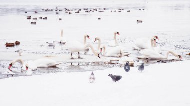 Güzel kuğular, ördekler, martılar kışın nehirde yüzerler.