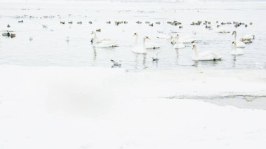 Güzel kuğular, ördekler, martılar kışın nehirde yüzerler.