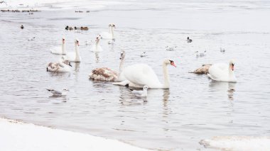 Güzel kuğular, ördekler, martılar kışın nehirde yüzerler.