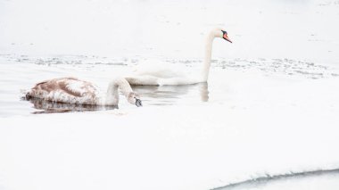 Güzel kuğular, ördekler, martılar kışın nehirde yüzerler.