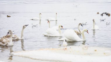 Güzel kuğular, ördekler, martılar kışın nehirde yüzerler.