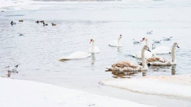 Güzel kuğular, ördekler, martılar kışın nehirde yüzerler.