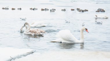 Güzel kuğular, ördekler, martılar kışın nehirde yüzerler.
