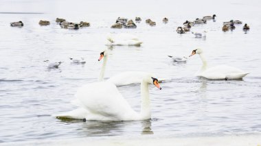 Güzel kuğular, ördekler, martılar kışın nehirde yüzerler.