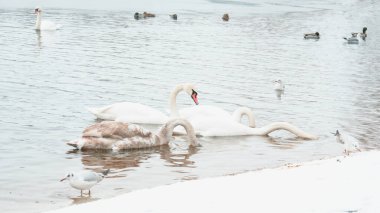 Güzel kuğular, ördekler, martılar kışın nehirde yüzerler.