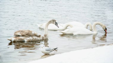 Güzel kuğular, ördekler, martılar kışın nehirde yüzerler.