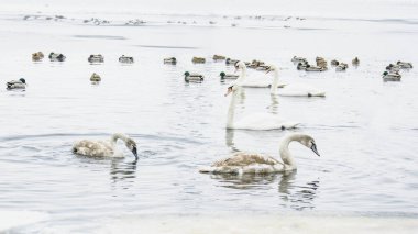 Güzel kuğular, ördekler, martılar kışın nehirde yüzerler.