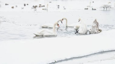 Güzel kuğular, ördekler, martılar kışın nehirde yüzerler.