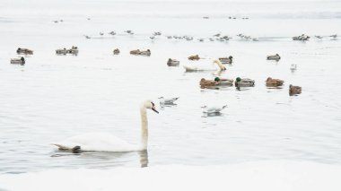 Güzel kuğular, ördekler, martılar kışın nehirde yüzerler.