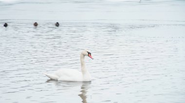 Güzel kuğular, ördekler, martılar kışın nehirde yüzerler.