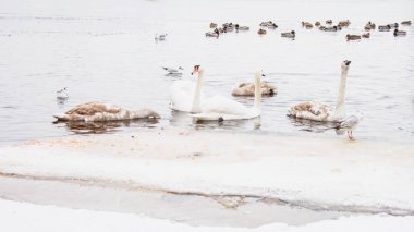 Güzel kuğular, ördekler, martılar kışın nehirde yüzerler.