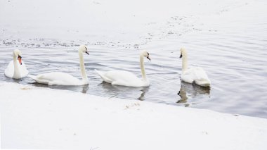 Güzel kuğular, ördekler, martılar kışın nehirde yüzerler.