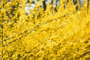 Parktaki sarı çiçeklerdeki güzel ağaç