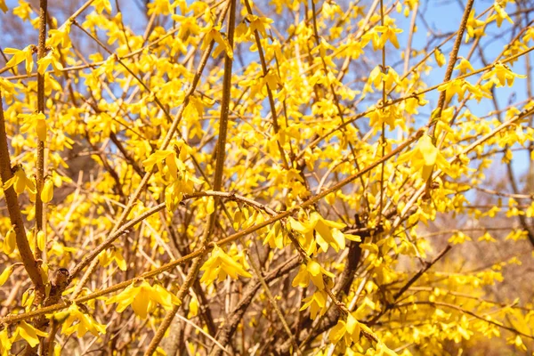 Hermoso Árbol Flores Amarillas Parque — Foto de Stock