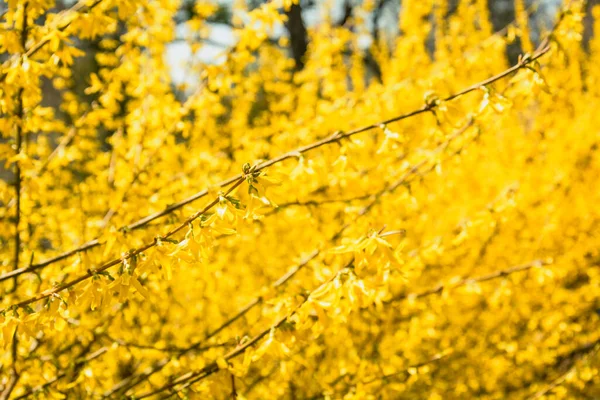 Beautiful Tree Yellow Flowers Park — Stock Photo, Image