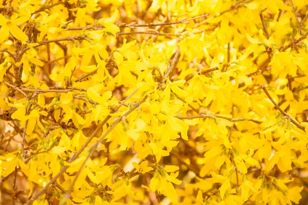 Schöner Blühender Baum Mit Orangefarbenen Blättern Frühling Park — Stockfoto