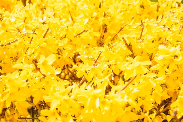 Hermoso Árbol Con Flores Hojas Naranjas Primavera Parque — Foto de Stock