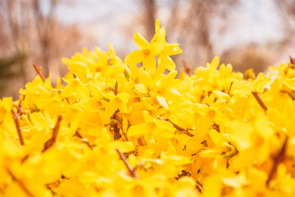Beautiful Flowering Tree Orange Leaves Spring Park — стоковое фото