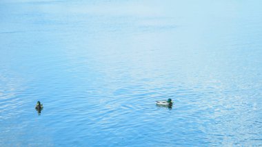 Vahşi güzel ördekler baharda büyük nehirde yüzerler.